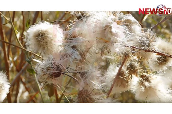 Bangladesh and Vietnam set to lead global cotton trade in the coming decade: report